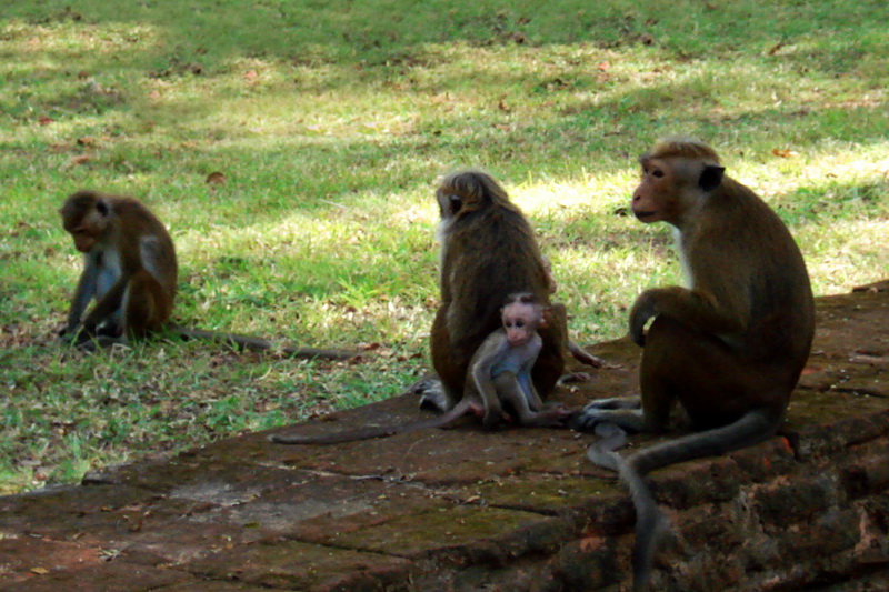 Sri Lanka, Polonnaruwa